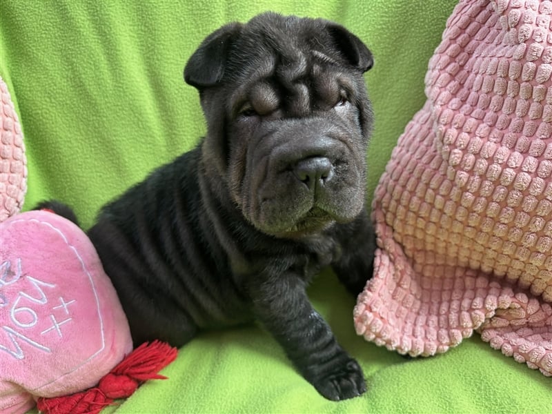 Shar pei (SHAR-PEI) FCI Welpen schwarz und rot