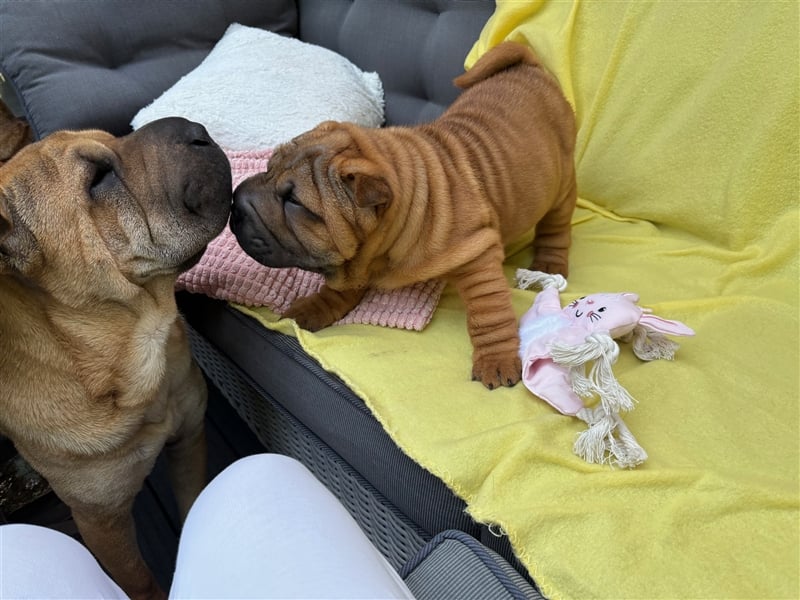 Shar pei (SHAR-PEI) FCI Welpen schwarz und rot