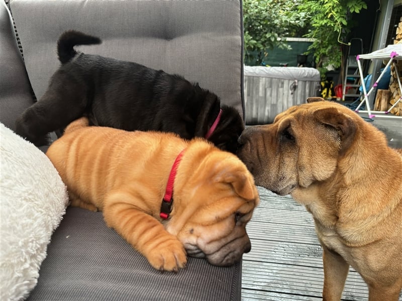 Shar pei (SHAR-PEI) FCI Welpen schwarz und rot