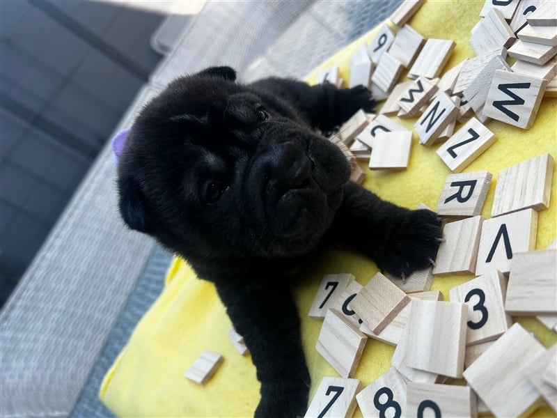 Shar pei (SHAR-PEI) FCI Welpen schwarz und rot