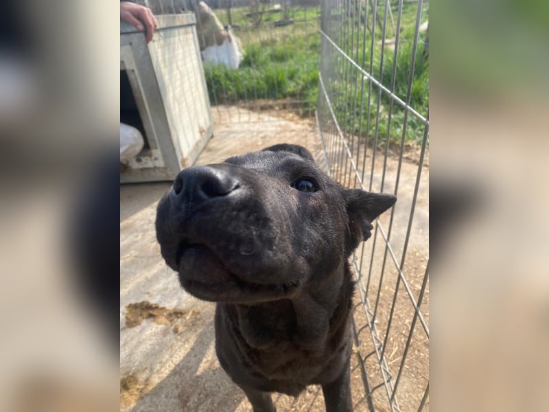 Piggy bereit für ein neues Leben an deiner Seite