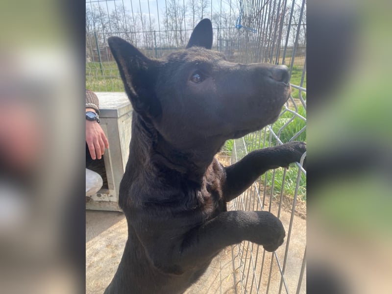 Piggy bereit für ein neues Leben an deiner Seite