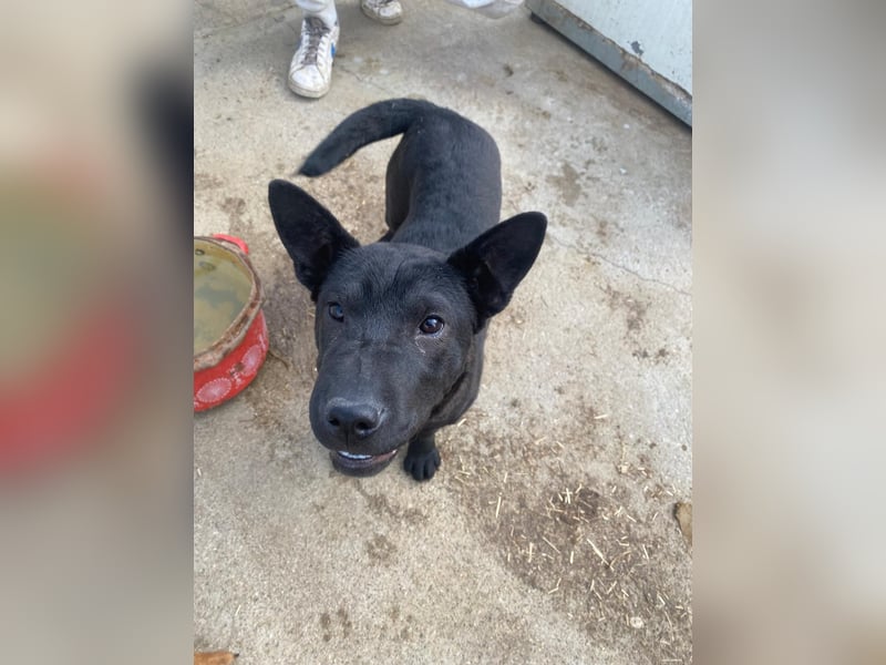 Piggy ist bereit fürs Abenteuer