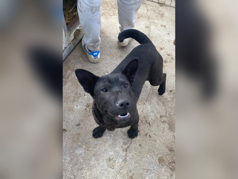 Piggy bereit für ein neues Leben an deiner Seite