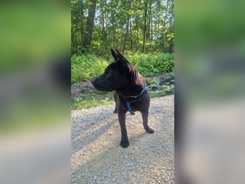 Piggy wartet in Deutschland