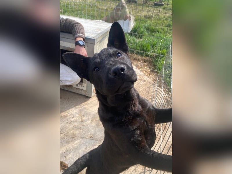 Piggy bereit für ein neues Leben an deiner Seite