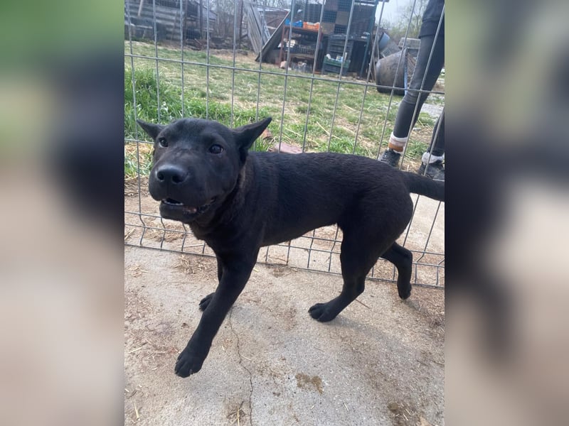 Piggy bereit für ein neues Leben an deiner Seite