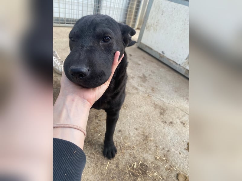 Piggy bereit für ein neues Leben an deiner Seite