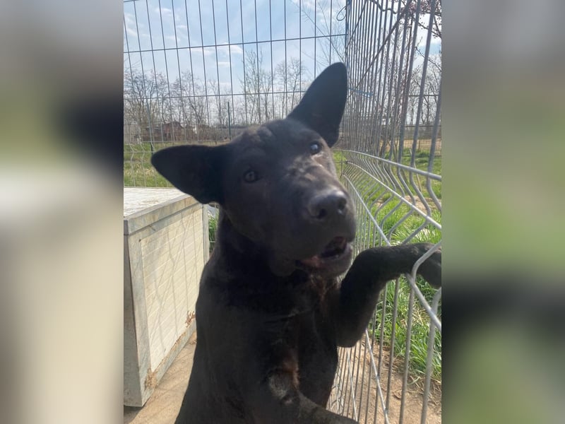 Piggy bereit für ein neues Leben an deiner Seite