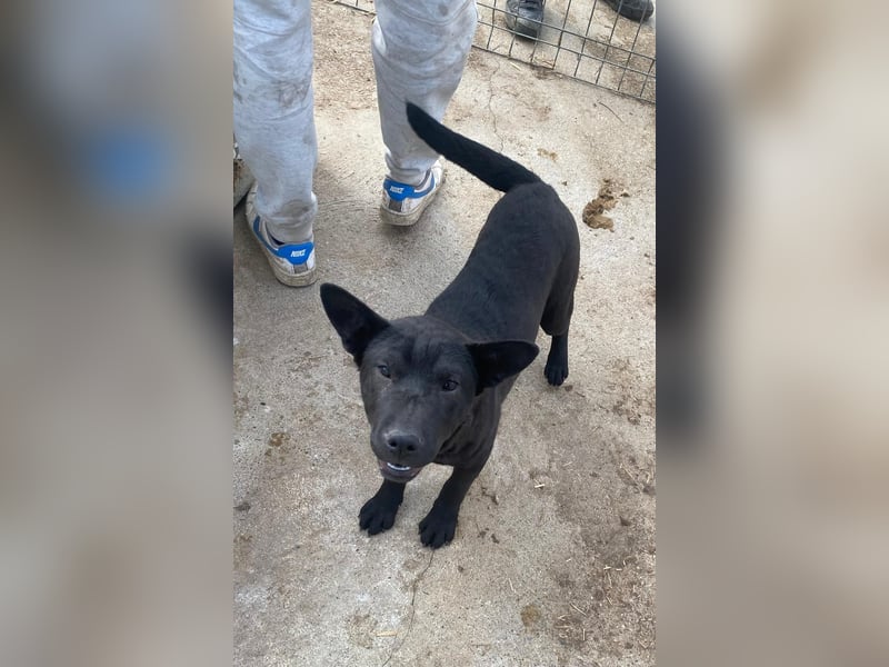 Piggy bereit für ein neues Leben an deiner Seite