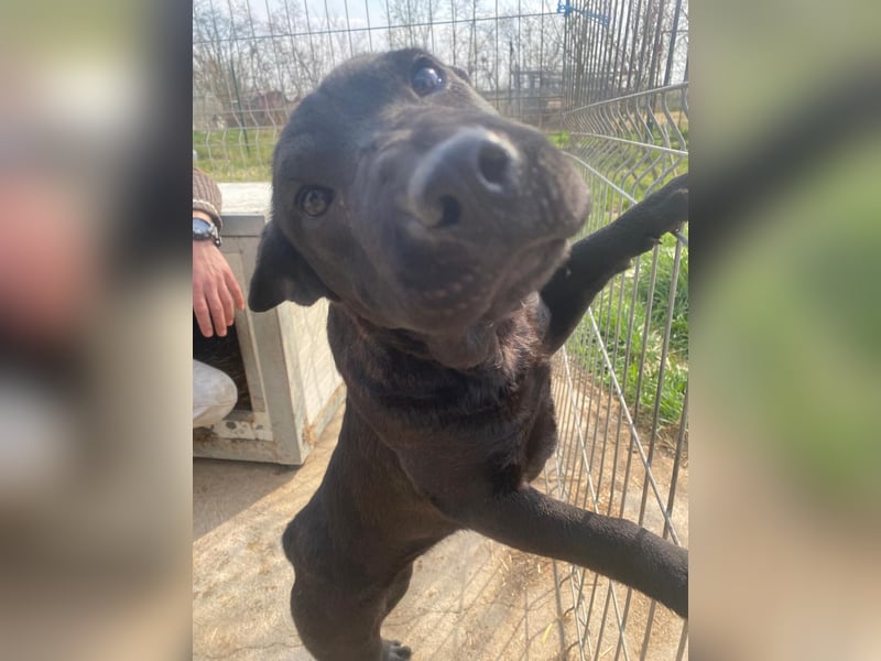 Piggy ist bereit fürs Abenteuer