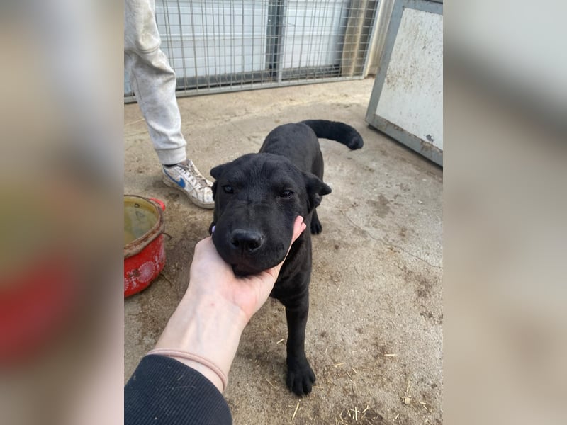 Piggy bereit für ein neues Leben an deiner Seite