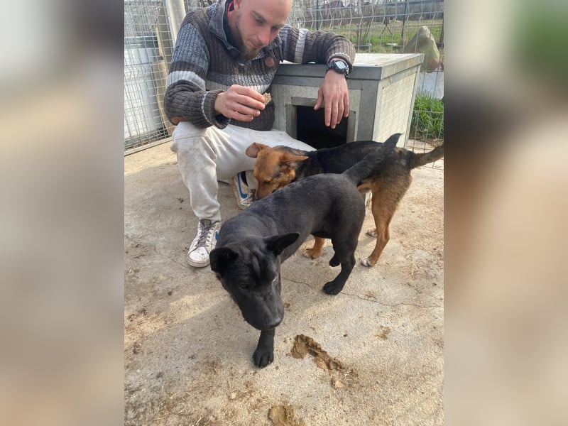 Piggy bereit für ein neues Leben an deiner Seite