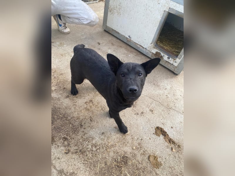 Piggy ist bereit fürs Abenteuer