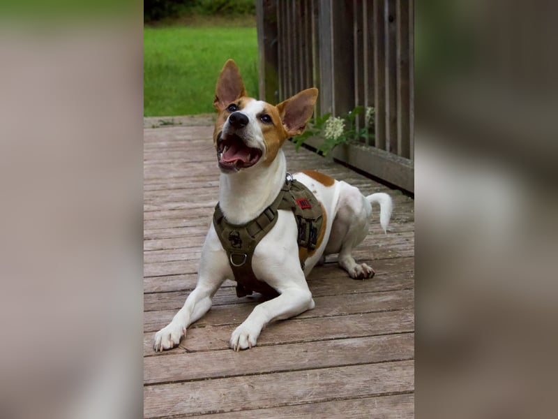 Sancho – Sensibler Jungspund mit viel Potenzial sucht geduldige Menschen