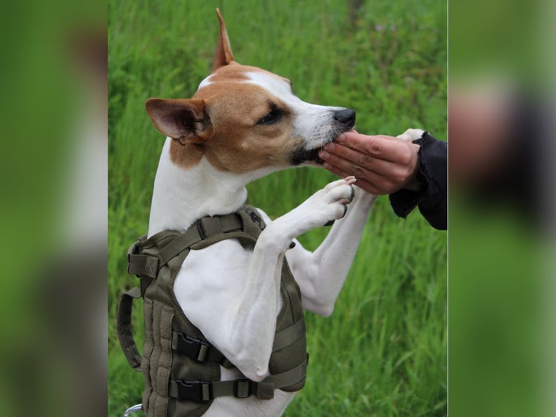 Sancho – Sensibler Jungspund mit viel Potenzial sucht geduldige Menschen