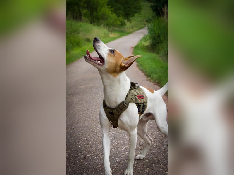 Sancho – Sensibler Jungspund mit viel Potenzial sucht geduldige Menschen