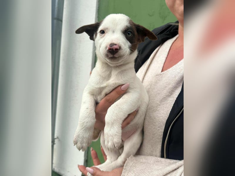 Pearl, geboren 02.07.2025, 23cm sucht ihre Menschen