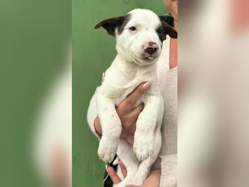Pearl, geboren 02.07.2025, 23cm sucht ihre Menschen