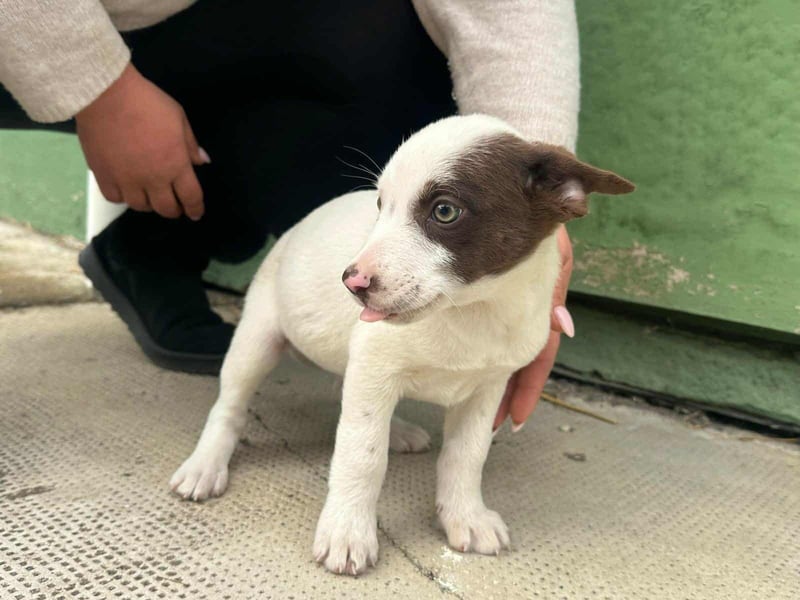 Pearl, geboren 02.07.2025, 23cm sucht ihre Menschen