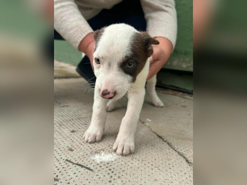 Pearl, geboren 02.07.2025, 23cm sucht ihre Menschen