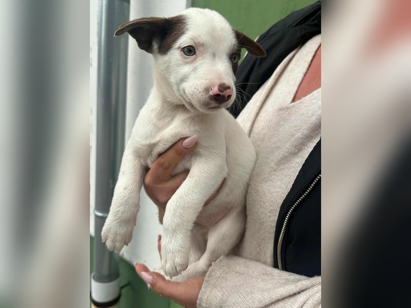 Pearl, geboren 02.07.2025, 23cm sucht ihre Menschen