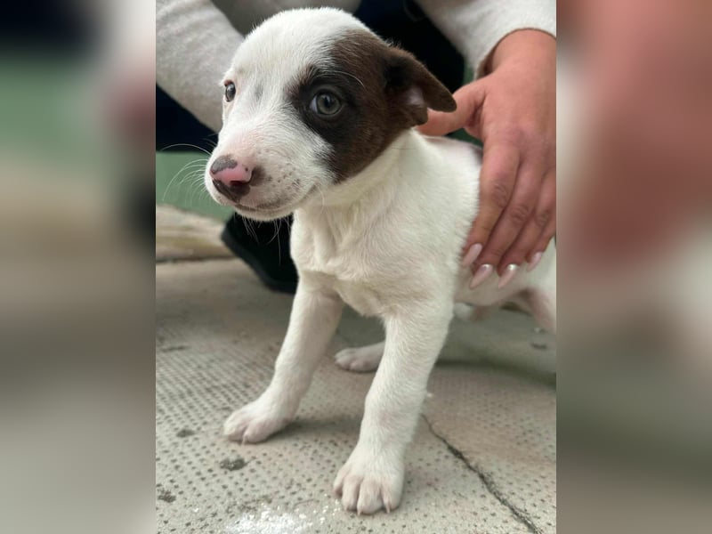 Pearl, geboren 02.07.2025, 23cm sucht ihre Menschen