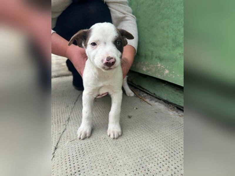 Pearl, geboren 02.07.2025, 23cm sucht ihre Menschen