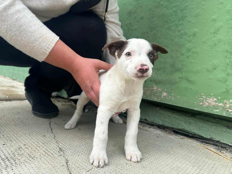Pearl, geboren 02.07.2025, 23cm sucht ihre Menschen