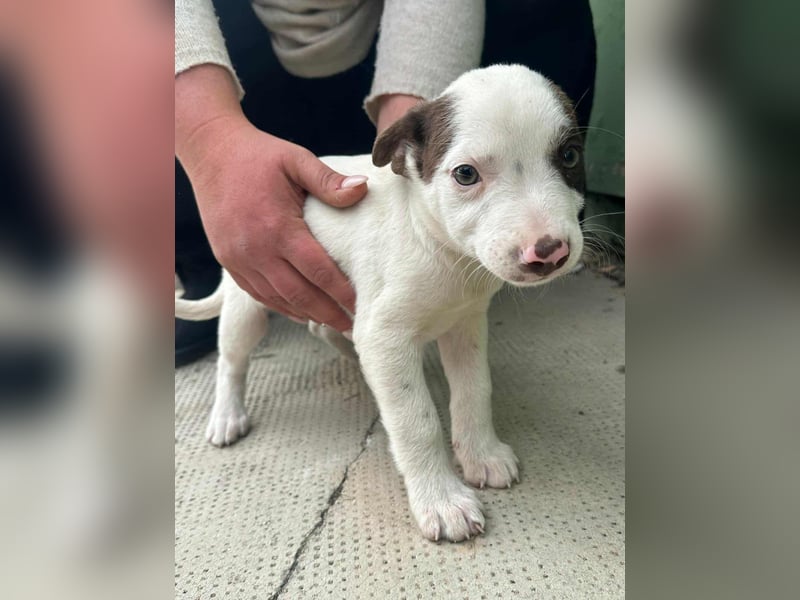 Pearl, geboren 02.07.2025, 23cm sucht ihre Menschen
