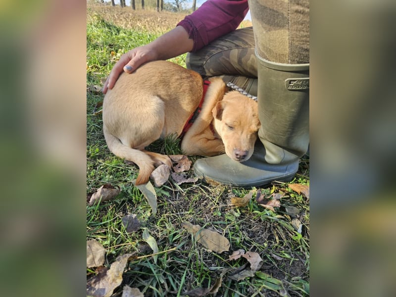 Libby, geboren 06.2025, 41cm sucht ihr Körbchen