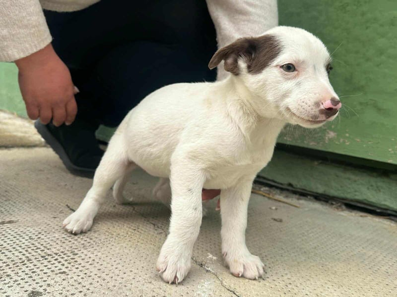 Pearl, geboren 02.07.2025, 23cm sucht ihre Menschen