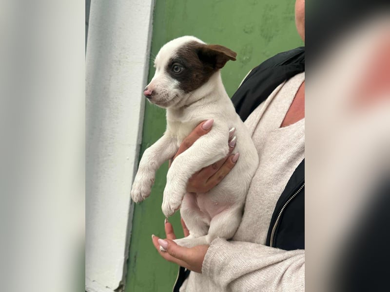 Pearl, geboren 02.07.2025, 23cm sucht ihre Menschen