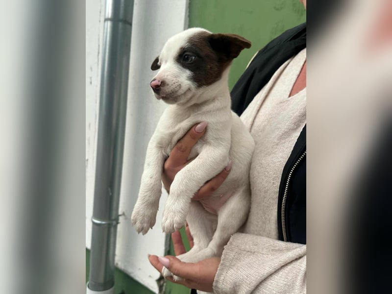 Pearl, geboren 02.07.2025, 23cm sucht ihre Menschen