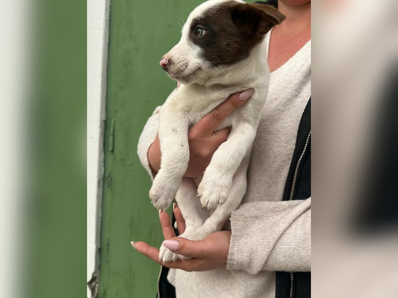 Pearl, geboren 02.07.2025, 23cm sucht ihre Menschen