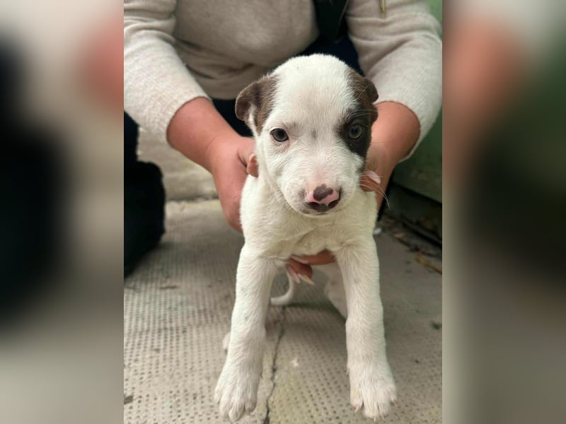 Pearl, geboren 02.07.2025, 23cm sucht ihre Menschen