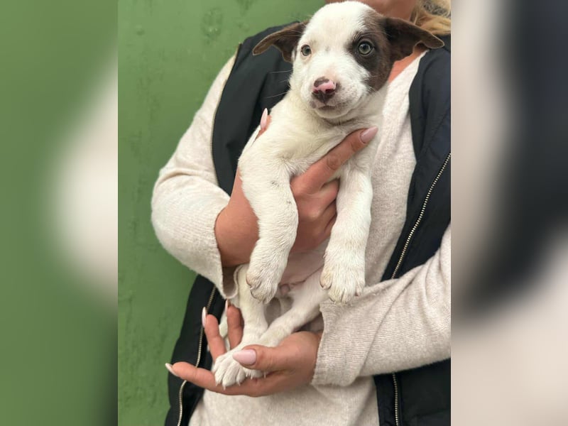 Pearl, geboren 02.07.2025, 23cm sucht ihre Menschen