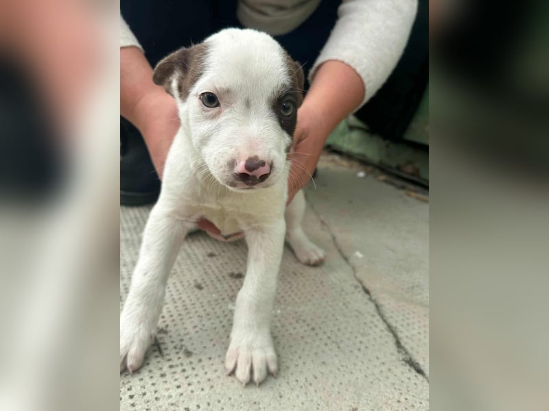 Pearl, geboren 02.07.2025, 23cm sucht ihre Menschen