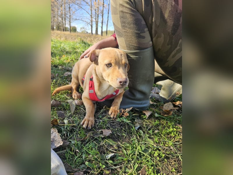 Libby, geboren 06.2025, 41cm sucht ihr Körbchen