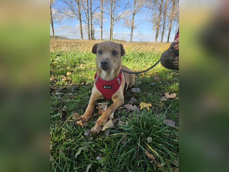 Libby, geboren 06.2025, 41cm sucht ihr Körbchen