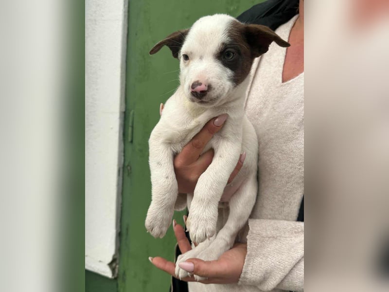 Pearl, geboren 02.07.2025, 23cm sucht ihre Menschen