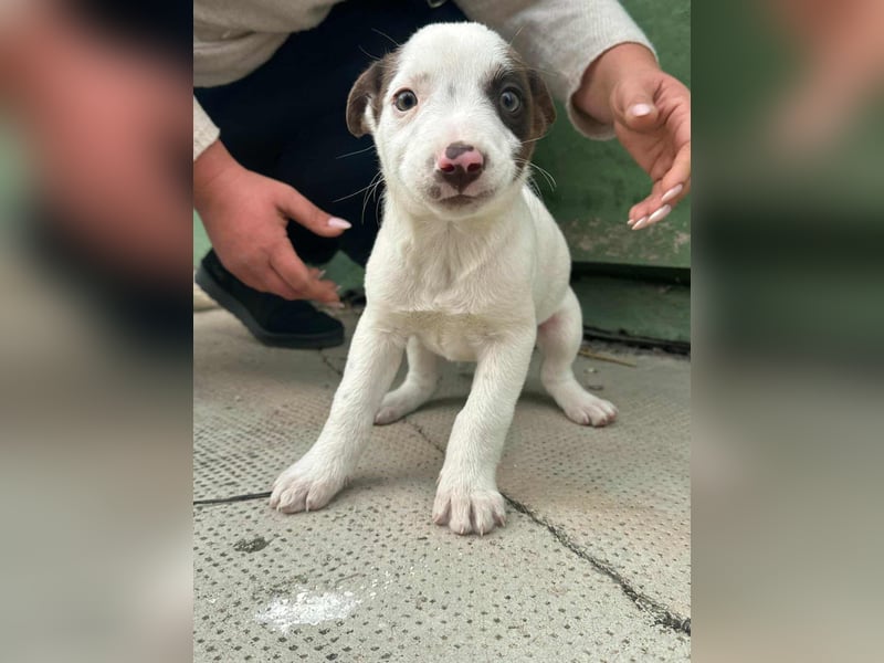 Pearl, geboren 02.07.2025, 23cm sucht ihre Menschen