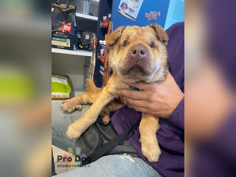 Polly, eine süße Shar-Pei-Mix Hündin