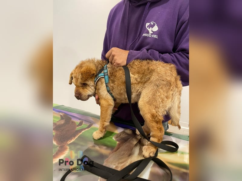 Polly, eine süße Shar-Pei-Mix Hündin