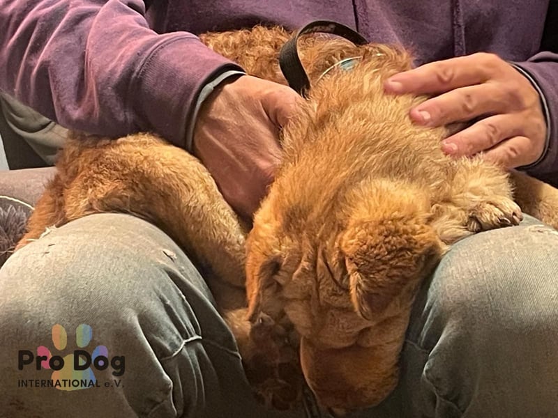 Polly, eine süße Shar-Pei-Mix Hündin