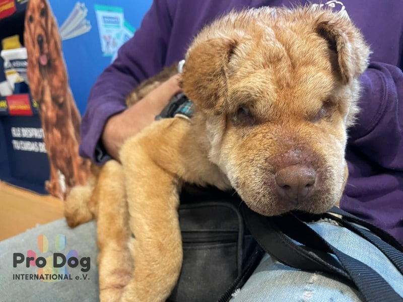 Polly, eine süße Shar-Pei-Mix Hündin