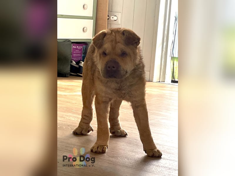 Polly, eine süße Shar-Pei-Mix Hündin