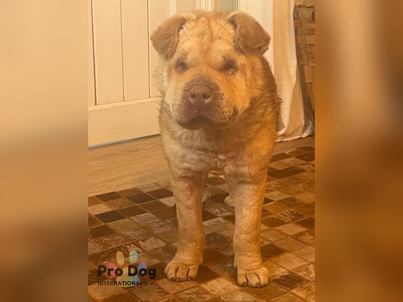 Polly, eine süße Shar-Pei-Mix Hündin