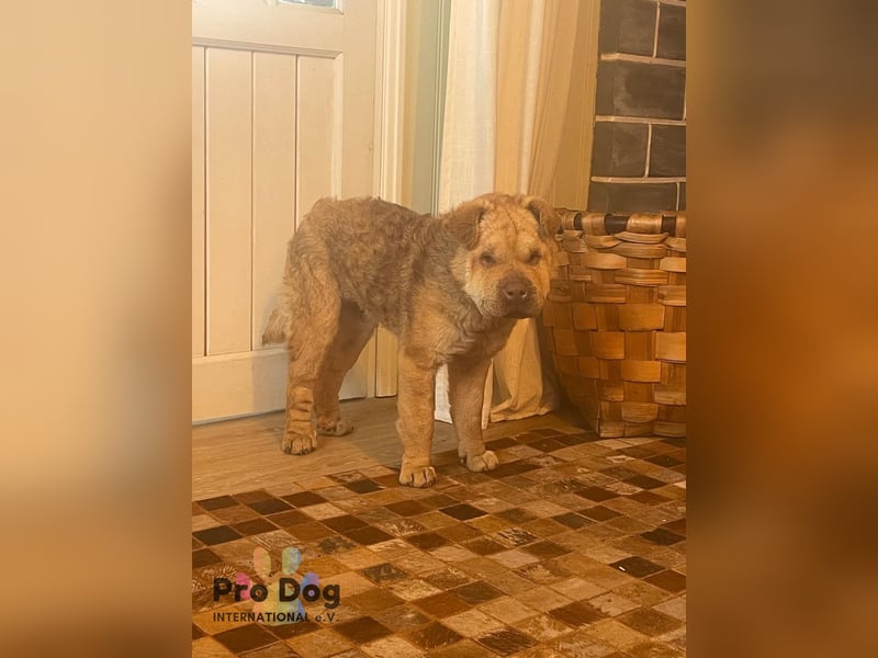 Polly, eine süße Shar-Pei-Mix Hündin