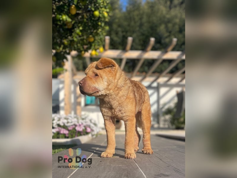 Polly, eine süße Shar-Pei-Mix Hündin